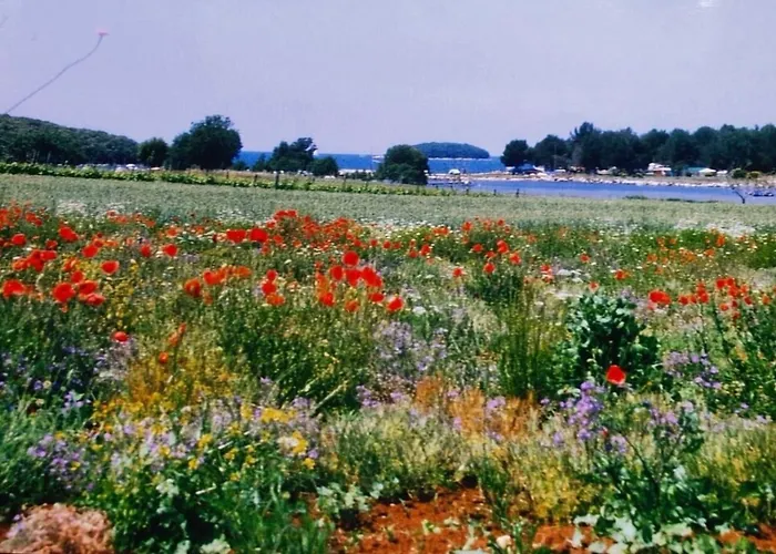 Olivia Valkanela App 1 * Vrsar