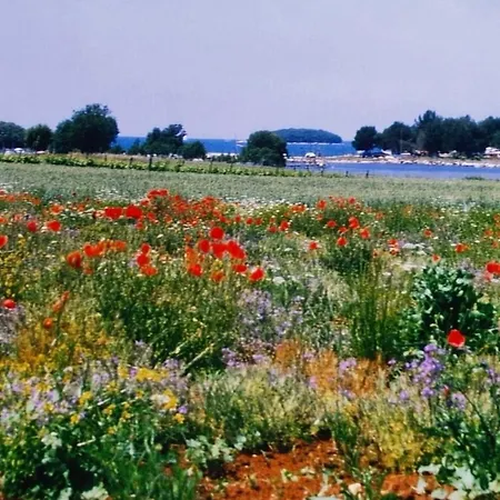 Olivia Valkanela App 1 * Vrsar